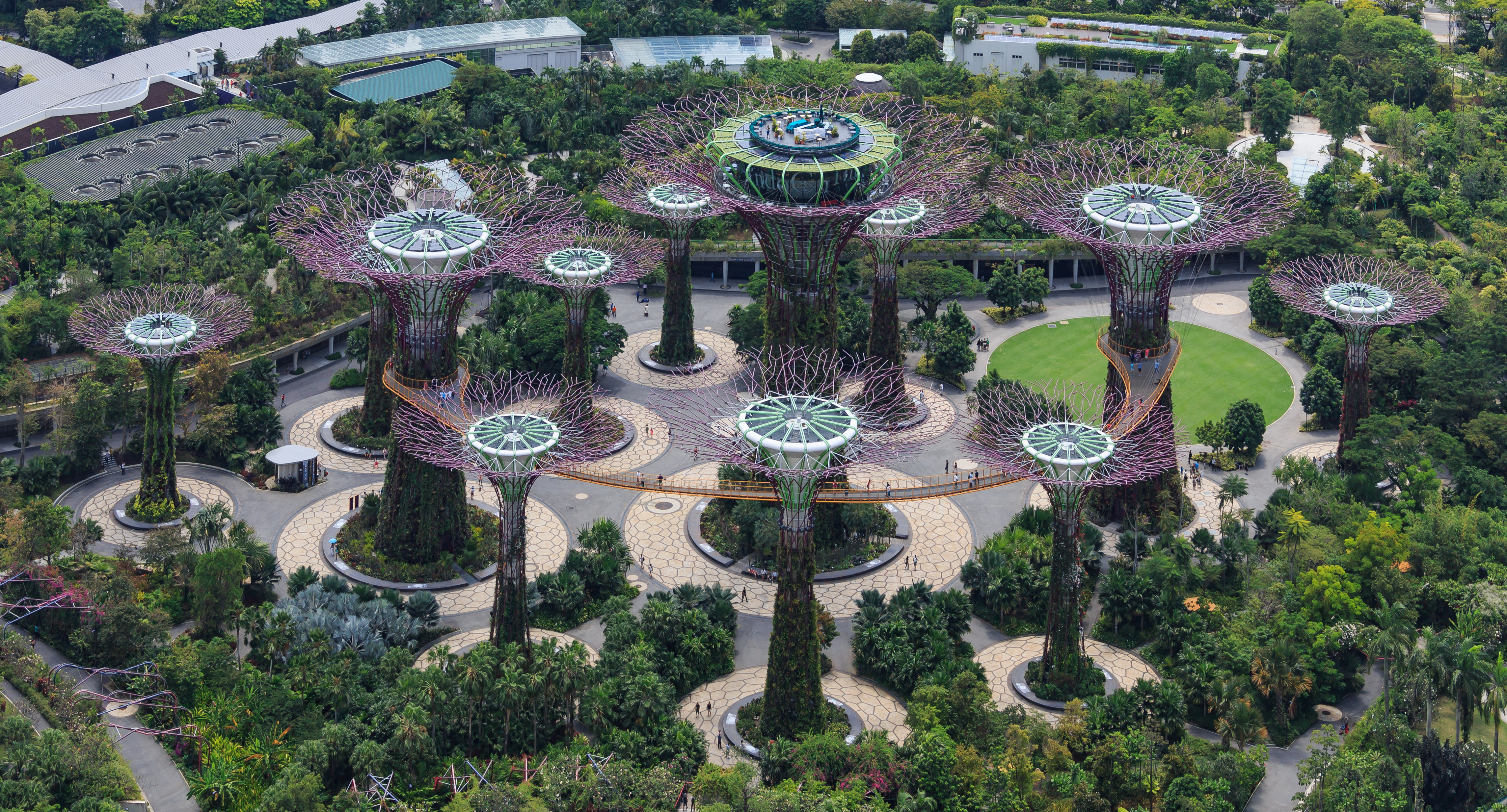 An elevated view of the Supertree Grove with branching structures, winding paths and dense green planting